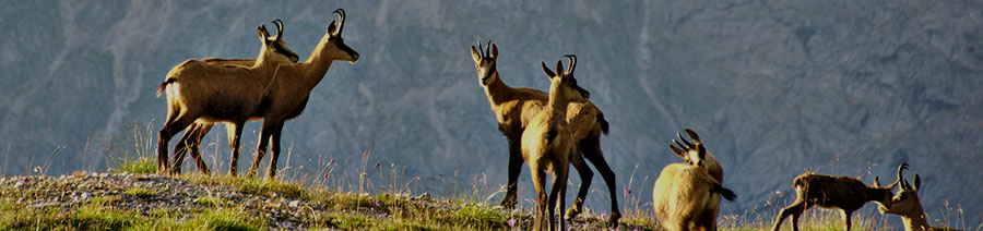 Austria Dyslexia Tests Intervention Remediation Support