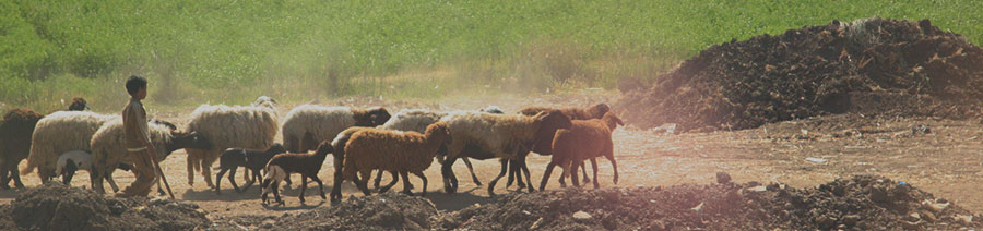 Egypt Dyslexia Tests Intervention Remediation Support