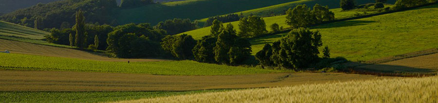 Japan Dyslexia Tests Intervention Remediation Support