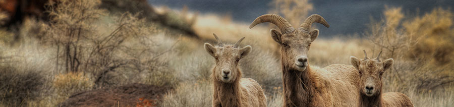 Oregon Dyslexia Tests Intervention Remediation Support