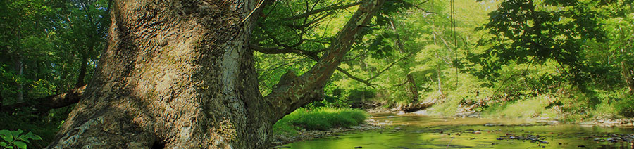 Pennsylvania Dyslexia Tests Intervention Remediation Support