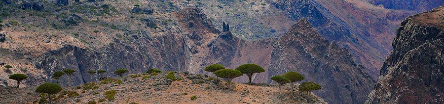 Yemen Dyslexia Tests Intervention Remediation Support